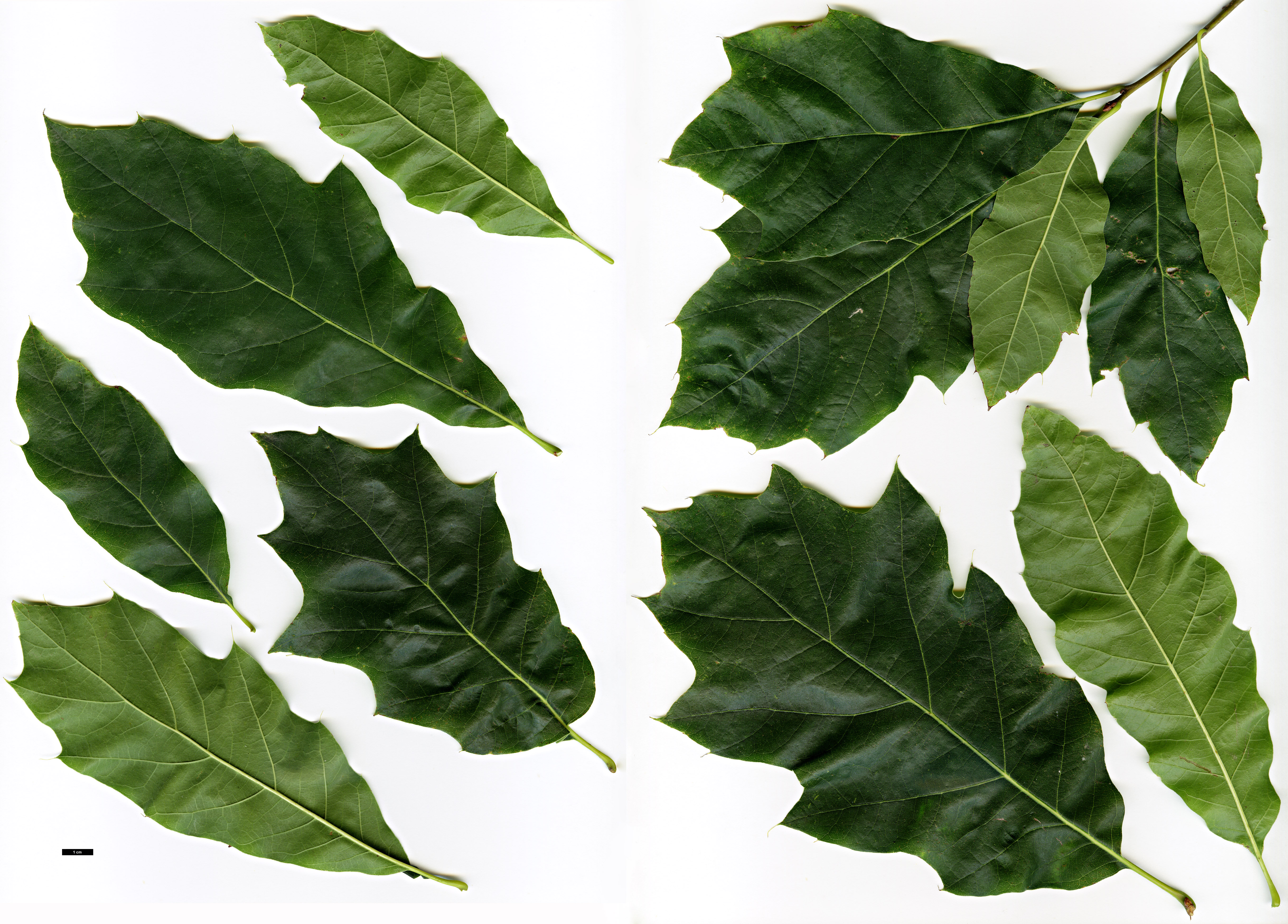 High resolution image: Family: Fagaceae - Genus: Quercus - Taxon: ×heterophylla (Q.phellos × Q.rubra)